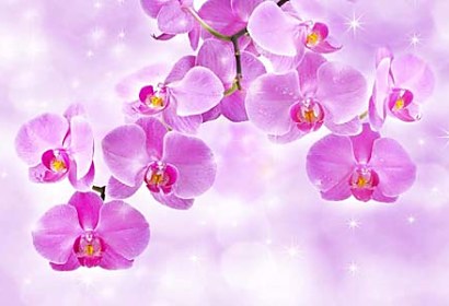 Fototapeta Orchideje 24430